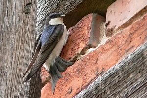 Mehlschwalbe an Hauswand Mehlschwalbe an Hauswand