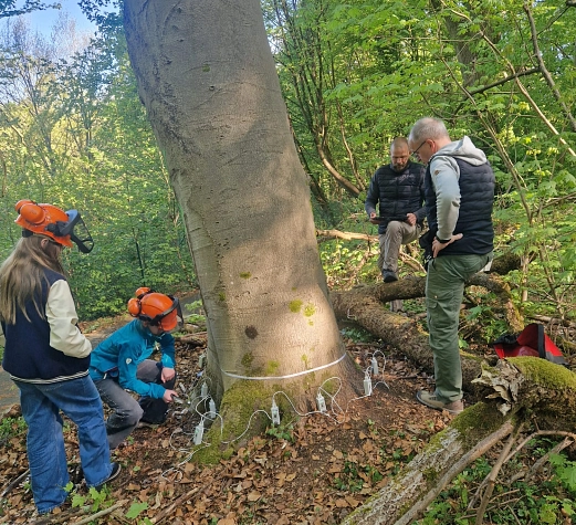 Anlegen von Messsensoren eines Schalltomographen an einem Baum