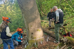 Messung mit Schalltomographen Anlegen von Messsensoren eines Schalltomographen an einem Baum