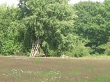 Moorbirke