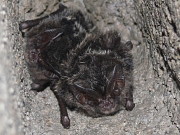 Nahaufnahme von zwei Fledermäusen mit großen Ohren und vorwiegend schwarzem Fell in einer Mauerhöhlung.