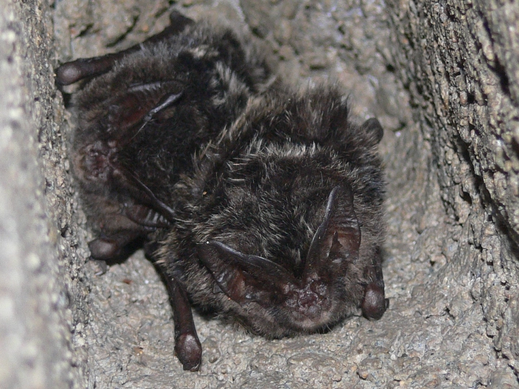 Mopsfledermaus Nahaufnahme von zwei Fledermäusen mit großen Ohren und vorwiegend schwarzem Fell in einer Mauerhöhlung. © M. Simon