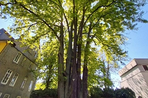 Eine große Rosskastanie im Barfüßer Tor in Marburg. Sie ragt in den blauen Himmel, die Sonne scheint. Sie ist ein ausgewiesenes Naturdenkmal.