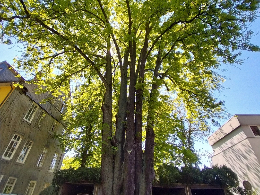 Naturdenkmal_Barfüßer Tor_Rosskastanie Eine große Rosskastanie im Barfüßer Tor in Marburg. Sie ragt in den blauen Himmel, die Sonne scheint. Sie ist ein ausgewiesenes Naturdenkmal. © Universitätsstadt Marburg