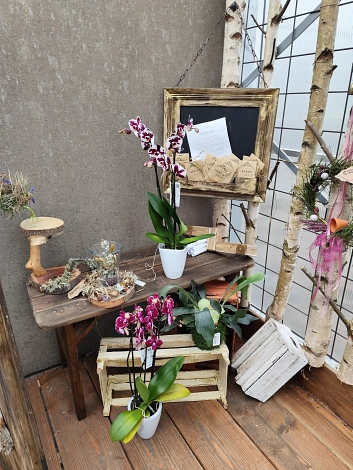 Auf einem rustikalen Holztisch stehen Orchideen und andere Zimmerpflanzen. Auch eine Auswahl an Blumensaat und ein Blumenkranz sind zu sehen.&nbsp;&copy;&nbsp;Julia Beck, Universitätsstadt Marburg