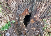 Zu sehen ist der Stammfuß eines Baumes. Er hat ein Loch und ist von innen hohl.