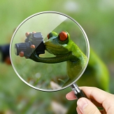 Grüner Frosch mit Fotoapparat unter einer Lupe © Pixabay