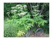 Ein Fahrrad für Erwachsene vor einem Bestand von Ríesenbärenklaupflanzen. Die Pflanzen sind mehr als doppelt so hoch wie das Fahrrad.