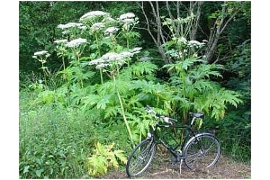 Riesenbärenklau mit Fahrrad Ein Fahrrad für Erwachsene vor einem Bestand von Ríesenbärenklaupflanzen. Die Pflanzen sind mehr als doppelt so hoch wie das Fahrrad.