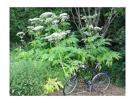 Ein Fahrrad für Erwachsene vor einem Bestand von Ríesenbärenklaupflanzen. Die Pflanzen sind mehr als doppelt so hoch wie das Fahrrad. © Universitätsstadt Marburg