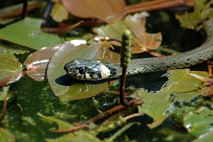 Ringelnatter Ringelnatter im Wasser auf Beute lauernd