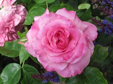 rosafarbene Blüte der Rose 'Elisabeth von Thüringen' © Universitätsstadt Marburg FD Stadtgrün Celia Meggers