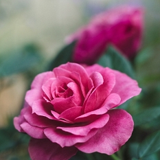 Nahaufnahme einer rosaroten Rosenblüte © Universitätsstadt Marburg