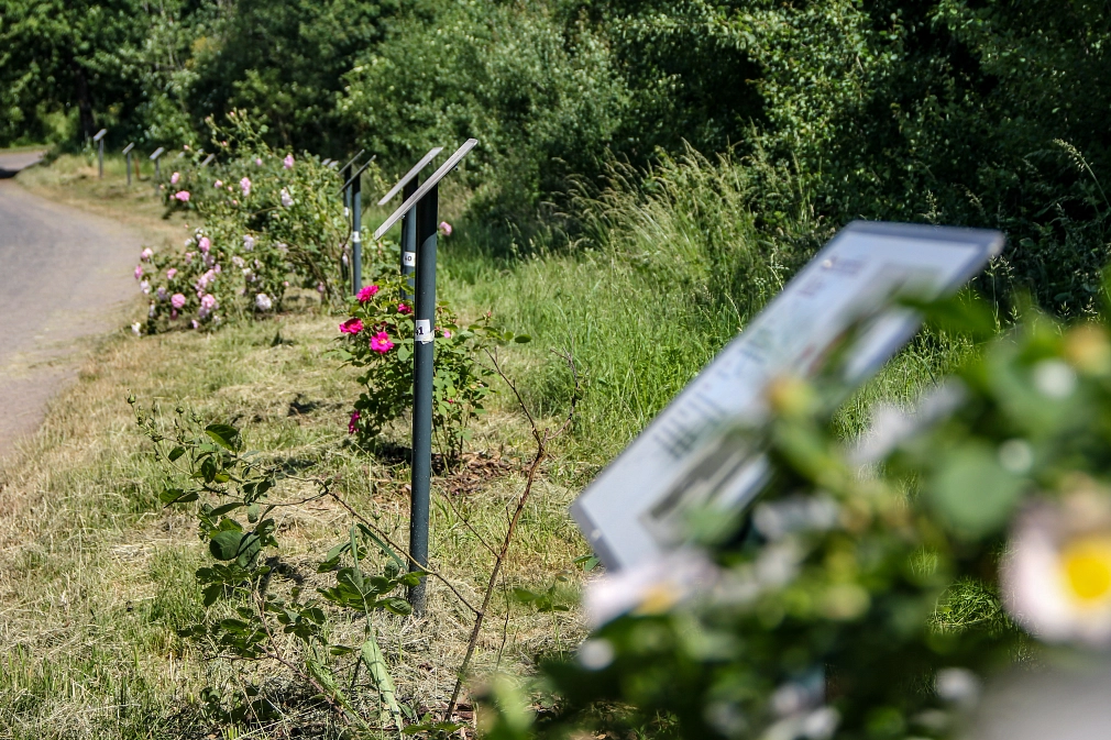 Infotafeln entlang eines Wegs mit unterschiedlichen blühenden Rosen davor.&nbsp;&copy;&nbsp;Freya Altmüller, i. A. d. Stadt Marburg