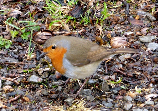 Kleiner zierlicher Vogel mit rotbrauner Färbung im Gesicht und auf der Brust