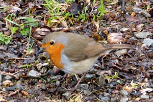 Rotkehlchen 2 Kleiner zierlicher Vogel mit rotbrauner Färbung im Gesicht und auf der Brust