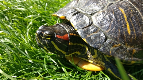 Porträt einer Rotwangen-Schmuckschildkröte. Hinter dem Auge befindet sich der namengebende rote Fleck.