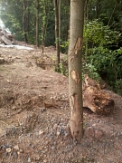 Baustellenbedingter Schaden an einem Baum