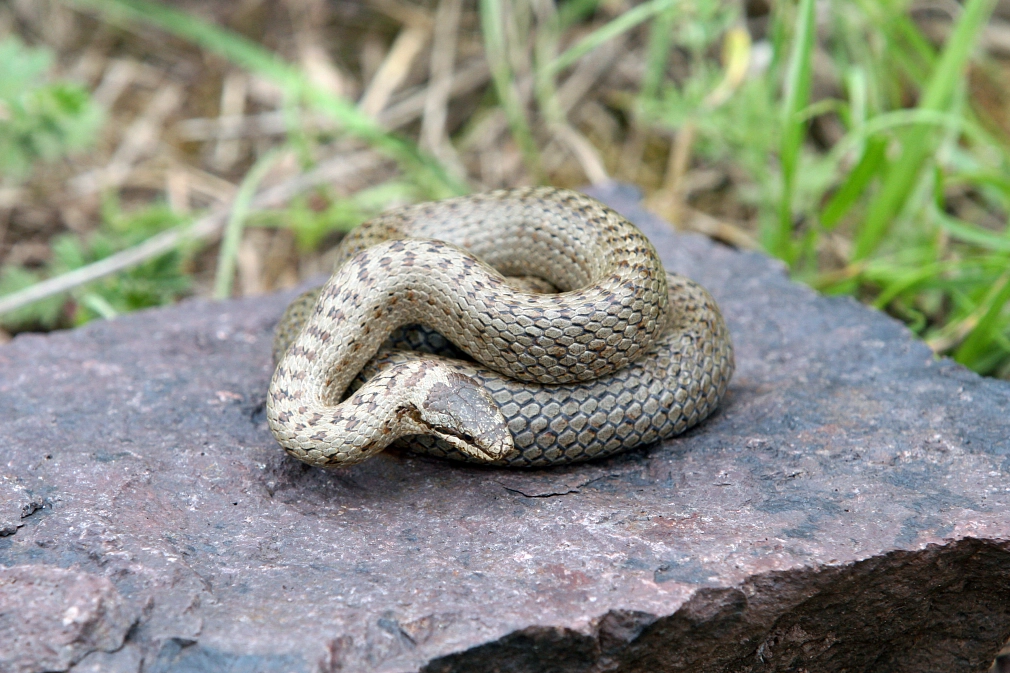 Schlingnatter (von A. Krämer) Eine Schlingnatter. Diese ungiftige Schlange kommt auch im Raum Marburg vor, ist aber ungiftig! © Alexander Krämer
