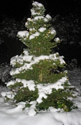 schneebedeckter Fichtenbaum im Schnee