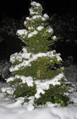 schneebedeckter Fichtenbaum im Schnee © Bernd Weimer