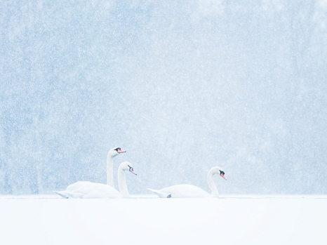 Drei weiße Schwäne vor hellblauen kontrastarmen Hintergrund. © Felix Wesch