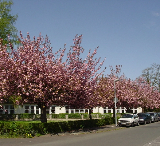Schwanhof, üppige Zierkirschenblüte der Baumreihe an der Straße