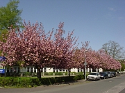 Schwanhof, üppige Zierkirschenblüte der Baumreihe an der Straße