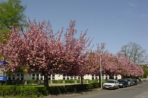 Schwanhof, Zierkirschenblüte Schwanhof, üppige Zierkirschenblüte der Baumreihe an der Straße