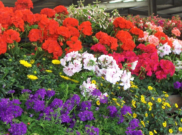 Das Foto zeigt Sommerblumen für den Balkon.