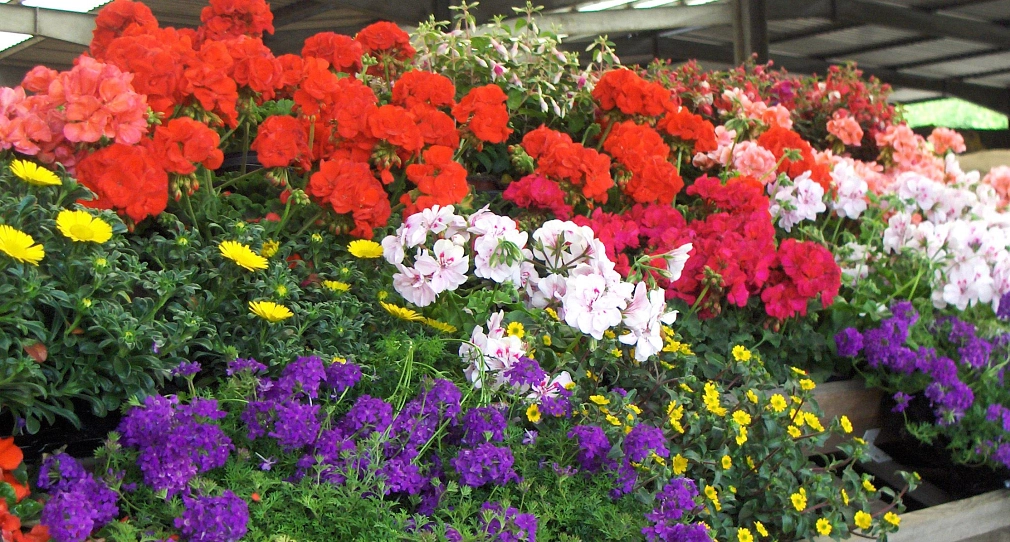 Sommerblumen für den Balkon Das Foto zeigt Sommerblumen für den Balkon. © DBM, Sonja Stender