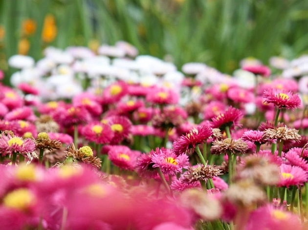 Blumenmeer am Wilhelmsplatz: rosa, weiße und orange Blüten.