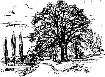 Zeichnung der „Alten Eiche“&nbsp;&copy;&nbsp;Universitätsstadt Marburg - Dagobertshausen