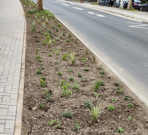 Frische Staudenpflanzung eines schmalen Beetes in der Straßenraumbegrünung Leopold-Lucas-Str.