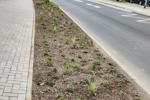Staudenpflanzung Leopold-Lucas-Straße Frische Staudenpflanzung eines schmalen Beetes in der Straßenraumbegrünung Leopold-Lucas-Str.