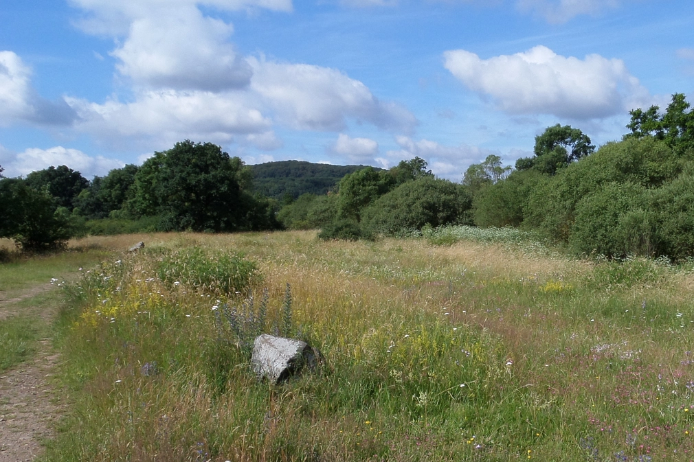 Im Vordergrund eine bunte Blumenwiese, dahinter Hecken mit Bäumen, Ufergehölze. Hinten im Bild ein bewaldeter Bergrücken.&nbsp;&copy;&nbsp;Universitätsstadt Marburg