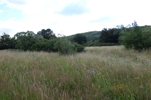 Strukturreiche Landschaft Blumenwiese mit Hecken. Im Hintergrund Wald.