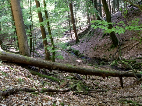 Blick in  den Teufelsgraben: Kleiner Bach im frisch belaubten Buchenwald. Zu beiden Seiten steigt die Umgebung mehr oder weniger steil an. Im Vordergrund liegt ein umgestürzter Baum. © Universitätsstadt Marburg