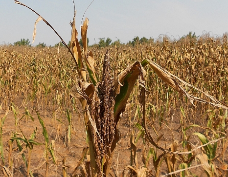 Verdorrte Maispflanzen auf einem Feld. Durch den Klimawandel nehmen Dürren zu, wie dieses verdorrte Maisfeld zeigt. © CraneStation, Corn in drought, Western Kentucky, August, 2012 (cropped), CC BY 2.0