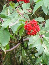 Vogelbeere Eberesche