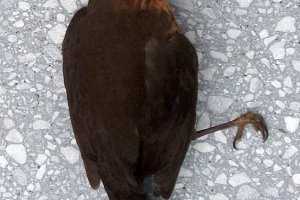 Vogelschlagopfer 7 Amselweibchen, das gegen eine Glasscheibe geflogen und so zu Tode gekommen ist. Äußere Verletzungen sind nicht zu erkennen.