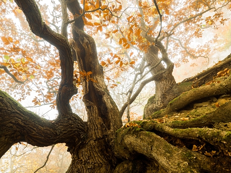 Blick aus der Froschperspektive auf den verästelten Stamm und die rostbraunen Herbstblätter eines Baums. © Felix Wesch