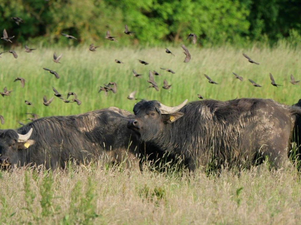 Mehrere Wasserbüffel in der Lahnaue. Im Hintergrund hebt ein Vogelschwarm ab.