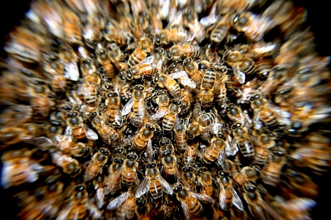 Der Aktionstag zum Weltbienentag soll das öffentliche Bewusstsein für Bienen und Insekten stärken. © Pixabay