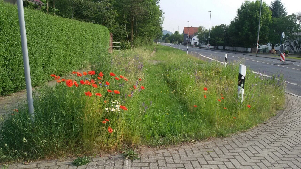 Wiesenansaat mit Mohn&nbsp;&copy;&nbsp;Universitätsstadt Marburg, Fachdienst Stadtgrün, Silvia Vignoli