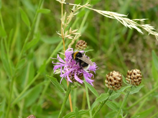 Wiesenflockenblume mit Hummel Im Vordergrund eine violette Blüte, auf der eine Hummel sitzt. Im Hintergrund grüne Wiesenpflanzen. © K. Bork