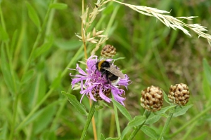 Wiesenflockenblume mit Hummel Im Vordergrund eine violette Blüte, auf der eine Hummel sitzt. Im Hintergrund grüne Wiesenpflanzen.