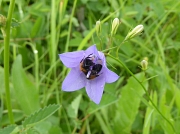 Eine kleine Biene sitzt in der Blüte einer Glockenblume.