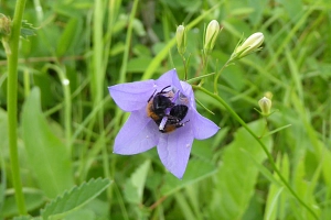 Wildbiene in Glockenblume 2 Eine kleine Biene sitzt in der Blüte einer Glockenblume.