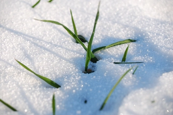 Natur im Winter mit Schnee-eingeschränkte Futtermöglichkeiten für Vögel&nbsp;&copy;&nbsp;FD 67